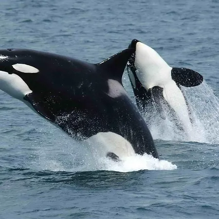 Nusfjord Waterfront Rorbu 18 Leilighet *